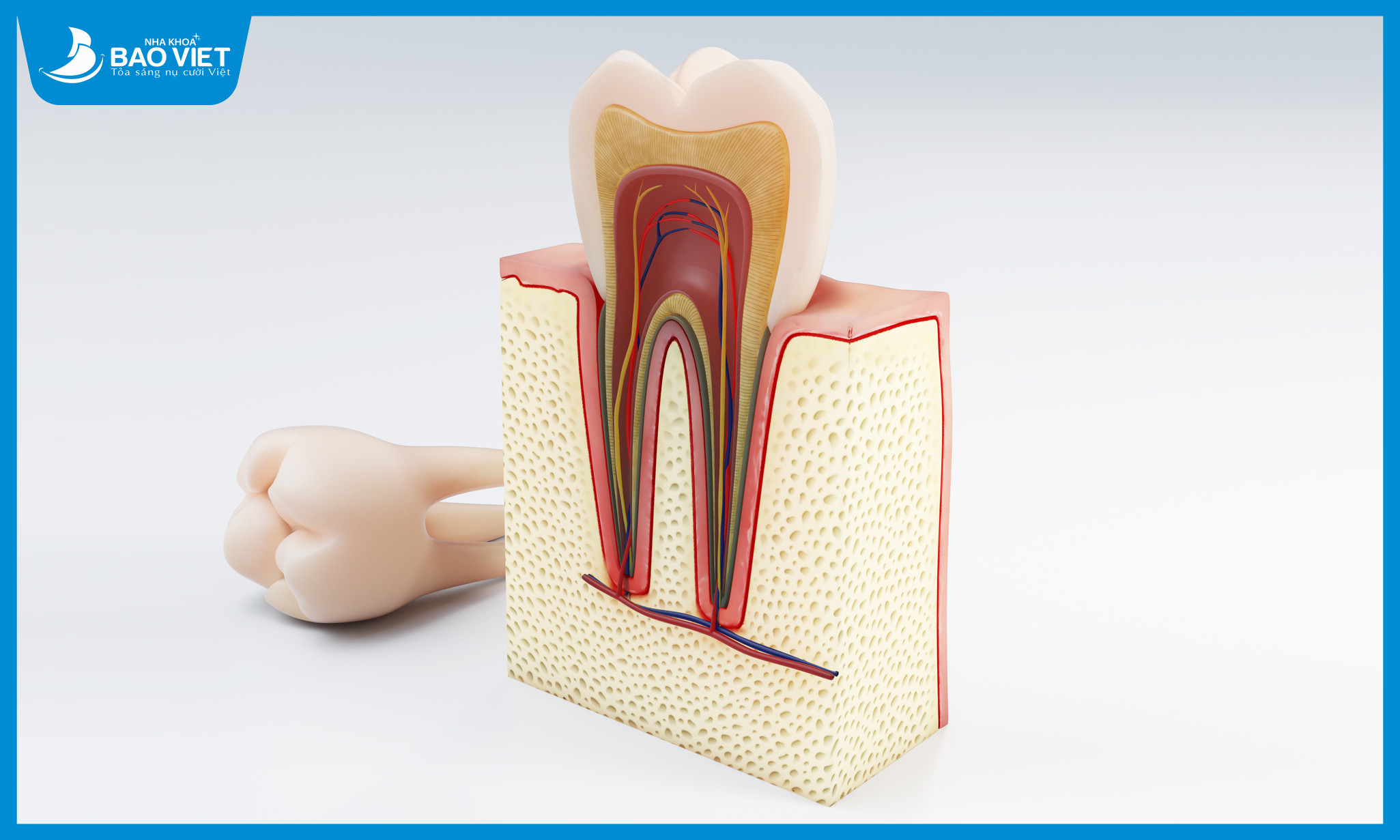 Tủy răng thực chất là một tổ chức liên kết chứa các dây thần kinh và mạch máu nằm ở giữa răng