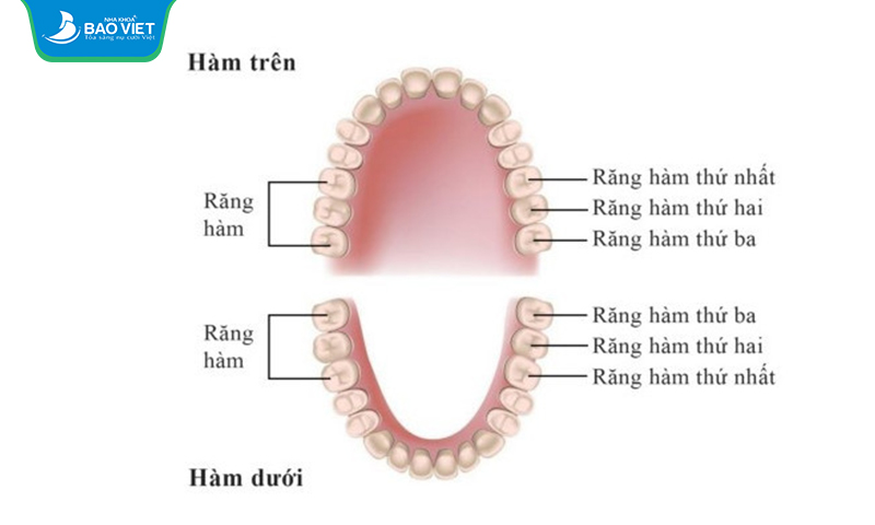 Răng hàm là tên một nhóm răng được đánh số thứ tự 6, 7, 8 trong cung hàm